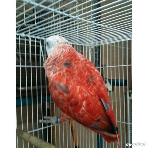 Red Factor  African Grey Psittacus erithacus for sale @jefterwillspoultryafrm
