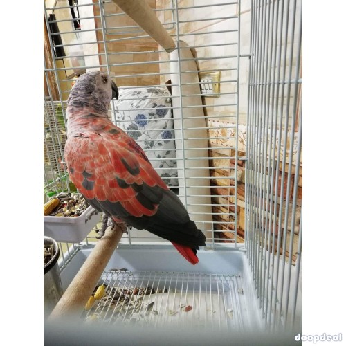 Red Factor  African Grey Psittacus erithacus for sale @jefterwillspoultryafrm