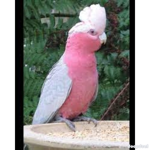 Gallah Cockatoo Eolophus roseicapilla @Chennai whatsapp us +237699461444