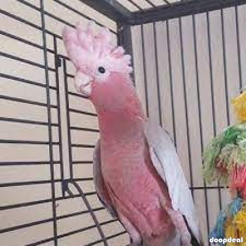 Gallah Cockatoo Eolophus roseicapilla @Chennai whatsapp us +237699461444