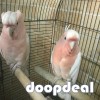 Major Mitchell's cockatoo Lophochroa leadbeateri for sale whatsapp +237699461444