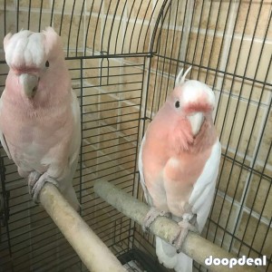 Major Mitchell's cockatoo Lophochroa leadbeateri for sale whatsapp +237699461444