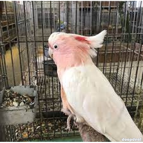 Major Mitchell's cockatoo Lophochroa leadbeateri for sale whatsapp +237699461444