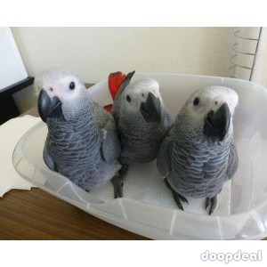 African grey parrot birds Psittacus erithacus for sale whats-app +237699461444