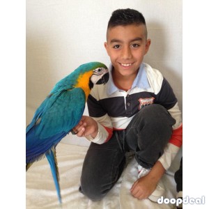 Ara ararauna Blue and Gold Macaws Parrots for sale  whatsapp +237699461444