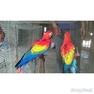 Scarlet macaws Ara macao  parrots buy sale 