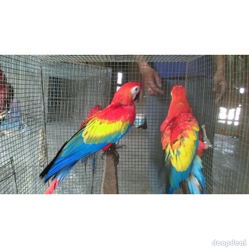 Scarlet macaws Ara macao  parrots buy sale 