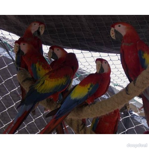 Scarlet macaws Ara macao  parrots buy sale 