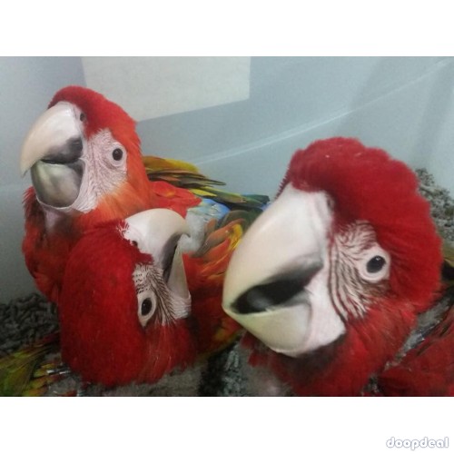 Scarlet macaws Ara macao  parrots buy sale 