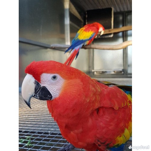 Scarlet macaws Ara macao  parrots buy sale 
