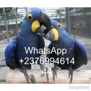 Hyacinth macaws Anodorhynchus hyacinthinus for sale  contact whats-app +237699461444