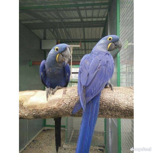 Hyacinth macaws Anodorhynchus hyacinthinus for sale  contact whats-app +237699461444