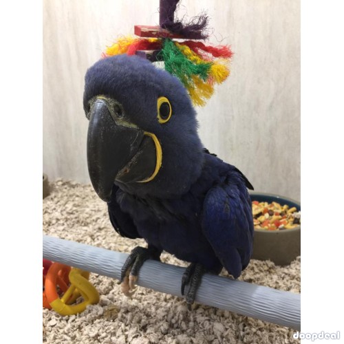 Hyacinth macaws Anodorhynchus hyacinthinus for sale  contact whats-app +237699461444