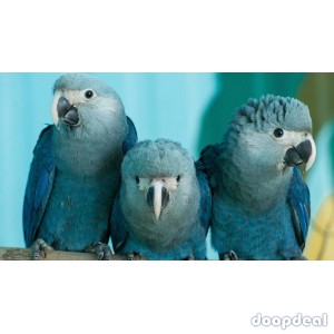 Spix Macaws Cyanopsitta spixii for sale whats-app +237699461444
