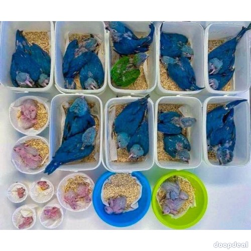 Spix Macaws Cyanopsitta spixii for sale whats-app +237699461444