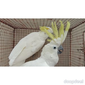 Sulphur-crested Cockatoo Cacatua galerita for sale whatsapp +237699461444