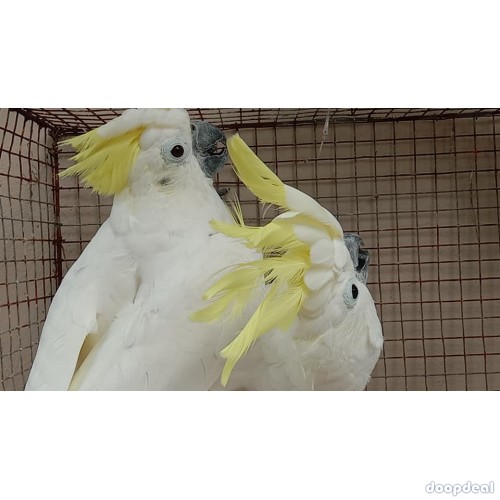 Sulphur-crested Cockatoo Cacatua galerita for sale whatsapp +237699461444