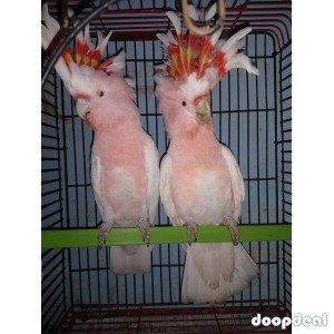 Major Mitchell's cockatoo Lophochroa leadbeateri for sale whatsapp +237699461444