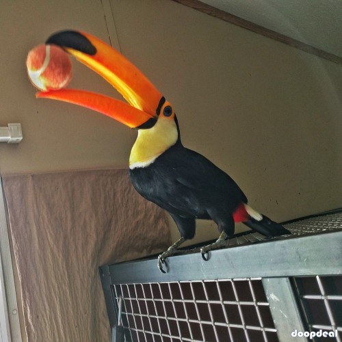 Toucans toco parrots for sale Whats-app +237699461444