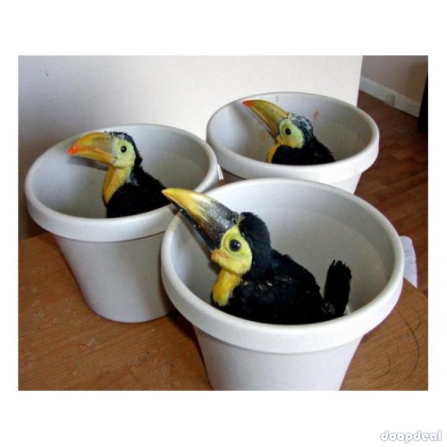 Toucans toco parrots for sale Whats-app +237699461444