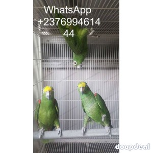 Cuban Amazon Parrots Amazona  Androglossini for sale whats-app 00237699461444