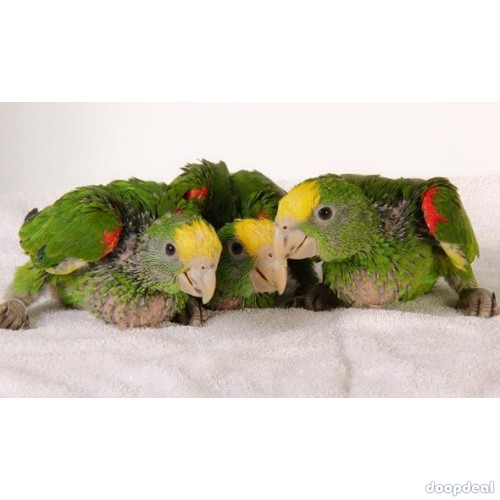 Cuban Amazon Parrots Amazona  Androglossini for sale whats-app 00237699461444