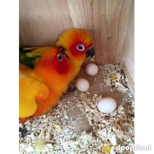 Sun conure Parrots Aratinga solstitialis for sale whatsapp +237699461444