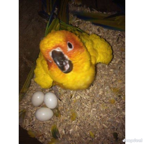 Sun conure Parrots Aratinga solstitialis for sale whatsapp +237699461444