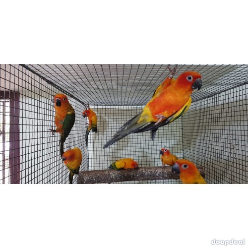 Sun conure Parrots Aratinga solstitialis for sale whatsapp +237699461444