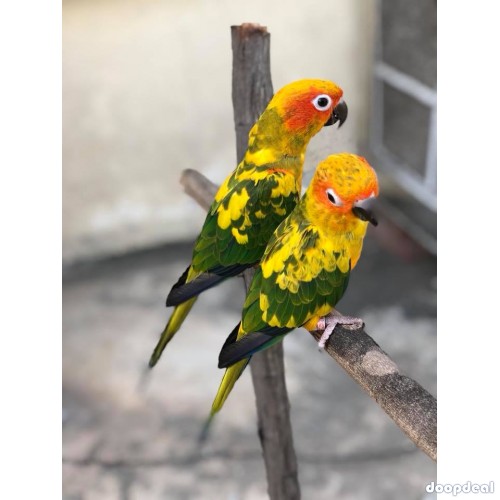  Crimson Billed conure Parrots for sale whatsapp +237699461444