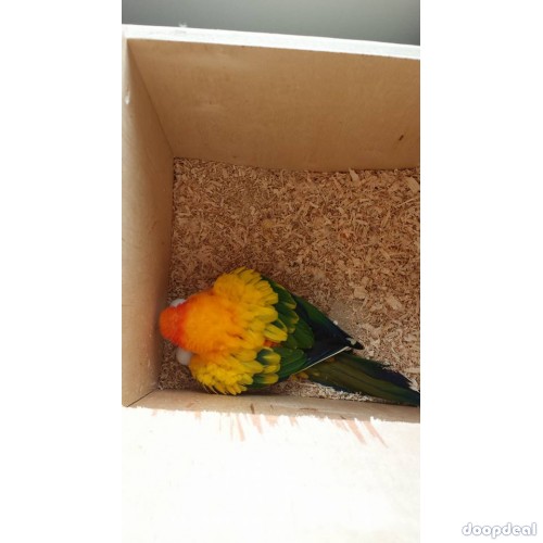  Crimson Billed conure Parrots for sale whatsapp +237699461444