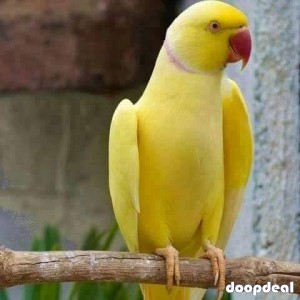 Alexandrine parakeet Psittacula eupatria whatsapp +237699461444