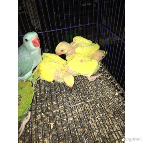 Alexandrine parakeet Psittacula eupatria whatsapp +237699461444