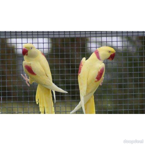 Alexandrine parakeet Psittacula eupatria whatsapp +237699461444