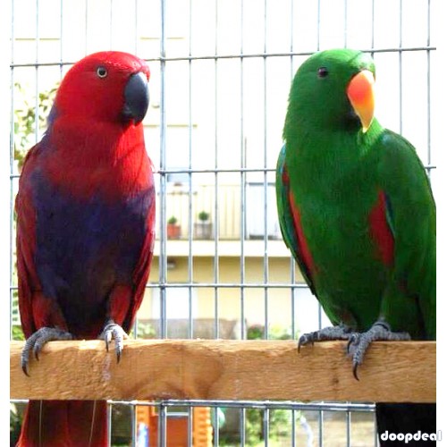 Electus Parrots for sale (Eclectus roratus) whatsapp +237699461444