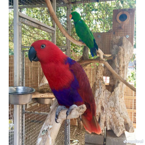 Electus Parrots for sale (Eclectus roratus) whatsapp +237699461444