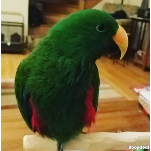 Electus Parrots for sale (Eclectus roratus) whatsapp +237699461444