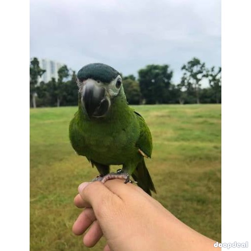 Hahns macaws  Diopsittaca nobilis for sale Parrots for sale whatsapp +237699461444