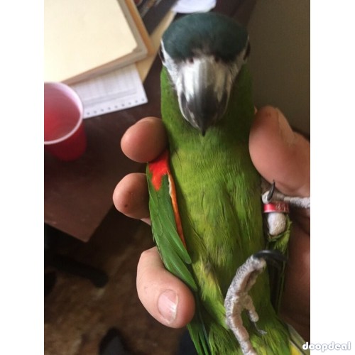 Hahns macaws  Diopsittaca nobilis for sale Parrots for sale whatsapp +237699461444
