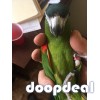 Hahns macaws  Diopsittaca nobilis for sale Parrots for sale whatsapp +237699461444