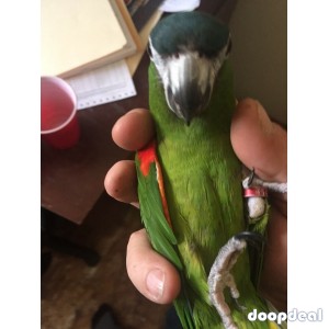 Hahns macaws  Diopsittaca nobilis for sale Parrots for sale whatsapp +237699461444