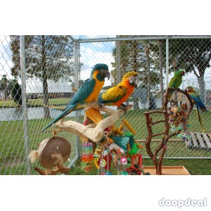 Jefterwillspoultryfarm Parrots and fertile parrot eggs for sale
