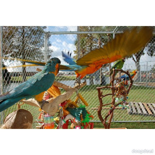Jefterwillspoultryfarm Parrots and fertile parrot eggs for sale