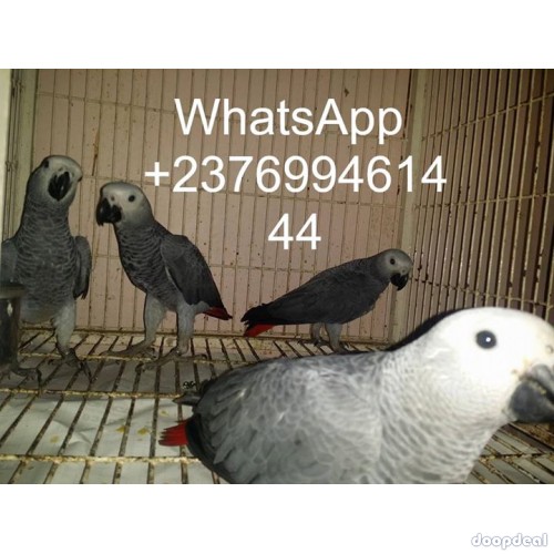 African grey parrot birds Psittacus erithacus for sale whats-app +237699461444