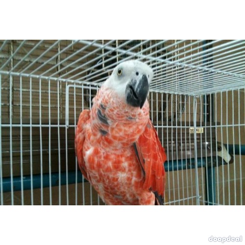 Red Factor  African Grey Psittacus erithacus for sale  India 
