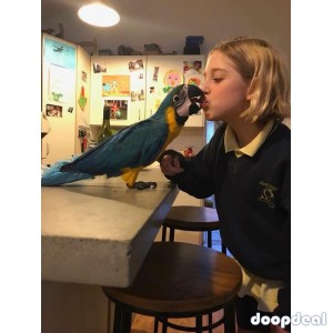 Ara ararauna Blue and Gold Macaws Parrots for sale  whatsapp +237699461444