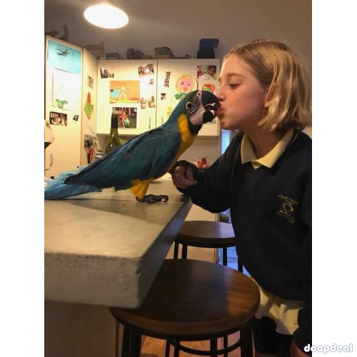 Ara ararauna Blue and Gold Macaws Parrots for sale  whatsapp +237699461444