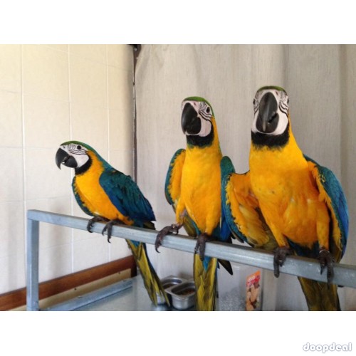 Ara ararauna Blue and Gold Macaws Parrots for sale  whatsapp +237699461444