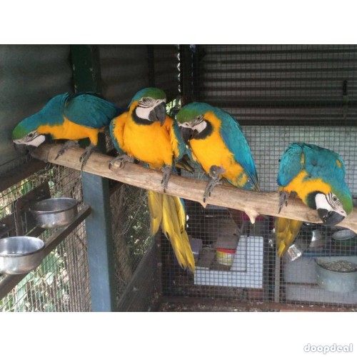 Ara ararauna Blue and Gold Macaws Parrots for sale  whatsapp +237699461444