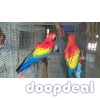 Ara macao Scarlet macaws parrots for sale whats app +237699461444